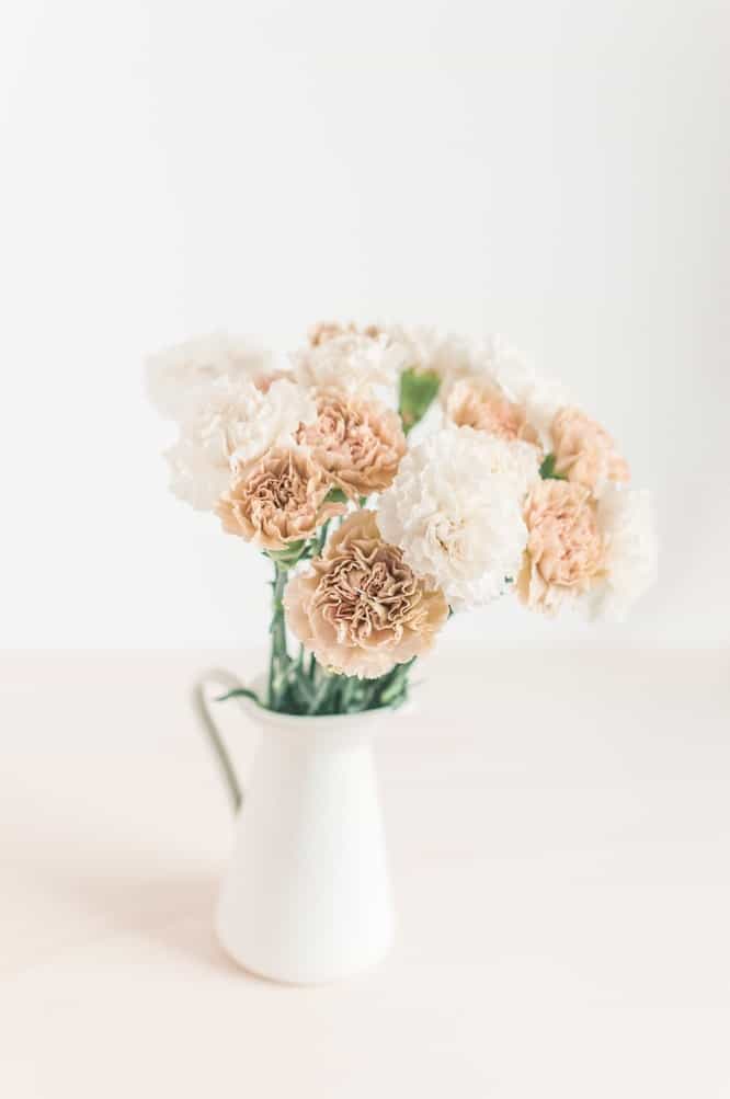 Carnations Types, Meaning & Growing Tips Flower Glossary