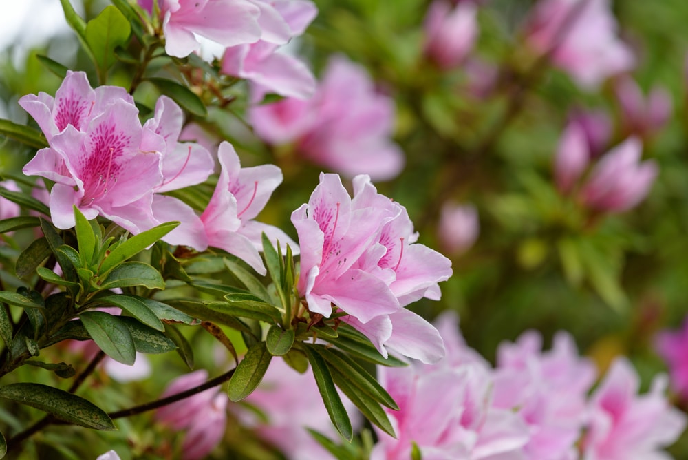 Top 10 Asian Flowers And Their Meanings Flower Glossary