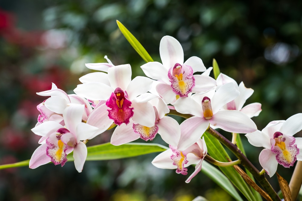 Top 12 Flowers In Chinese Culture And Their Meanings Flower Glossary