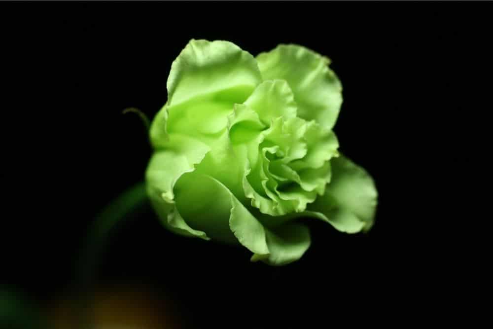 21 Most Beautiful Green Flowers Flower Glossary