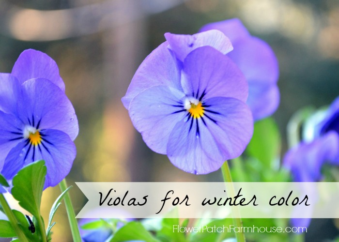 Violas for winter cheer. A flower that will bloom in mild winter areas until it gets hot.