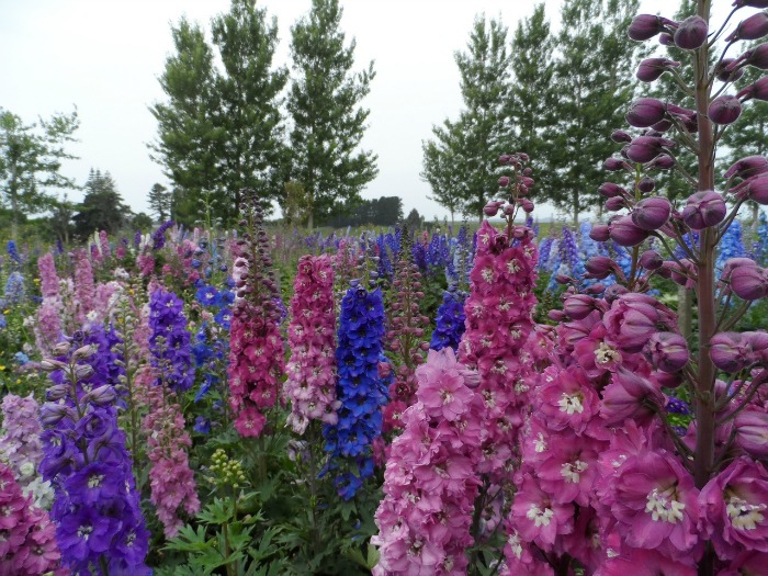 Grow Delphiniums from Seed Flower Patch Farmhouse