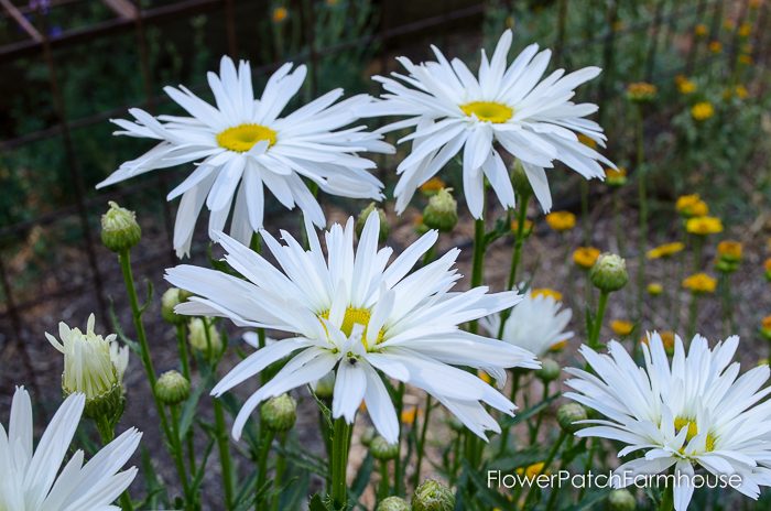 Easy to Grow Shasta Daisy, all shapes and sizes, easily propagated! FlowerPatchFarmhouse.com