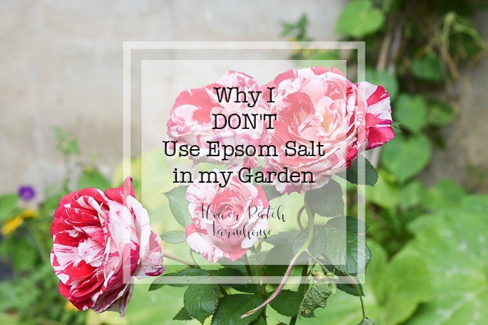 red and white roses with text overlay, why I don&rsquo;t use Epsom salt in my Garden, Flower Patch Farmhouse