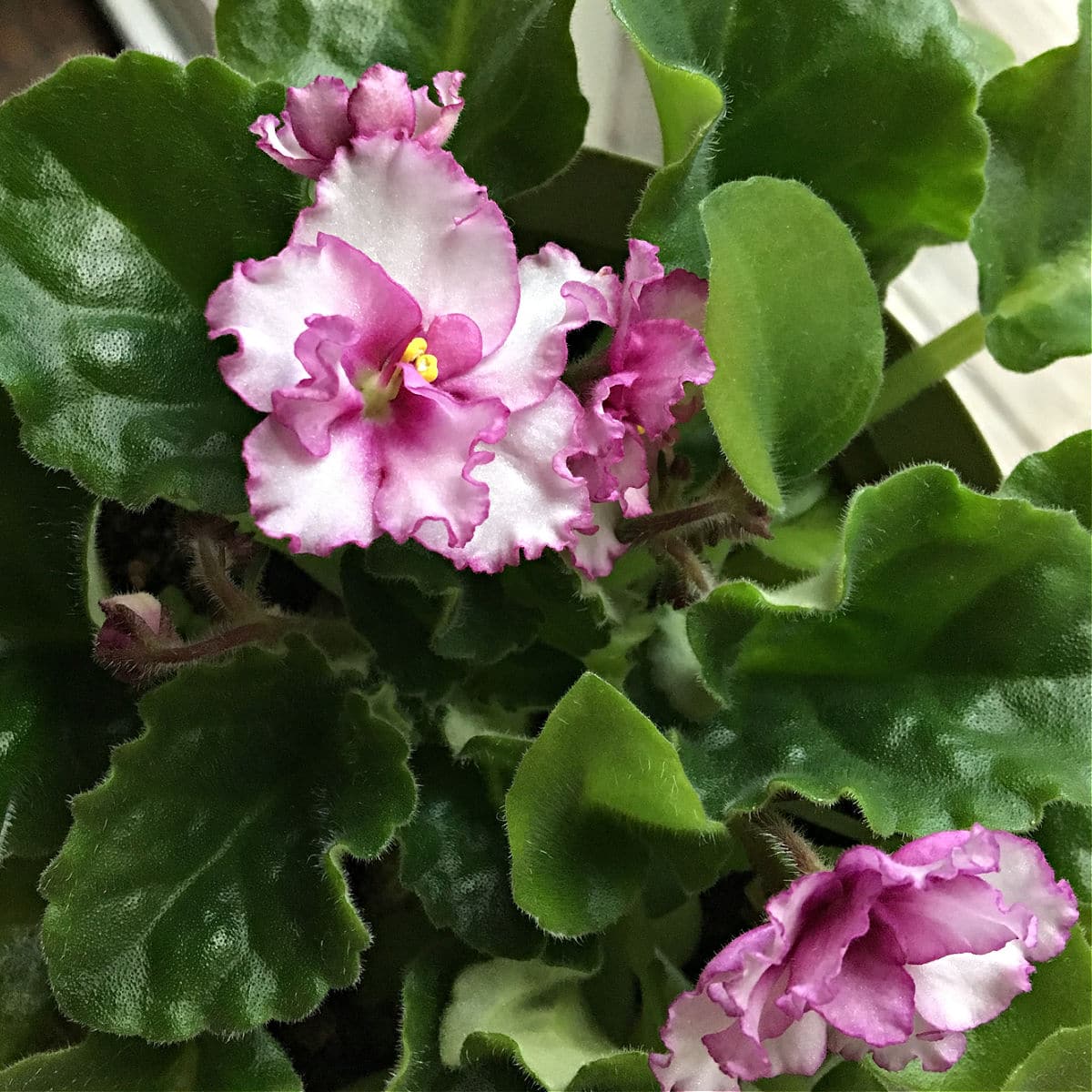 Repotting African Violets when, why, and the way! Batang Tabon
