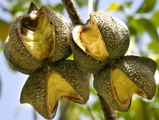 fruit tree types.JPG (1 comment)