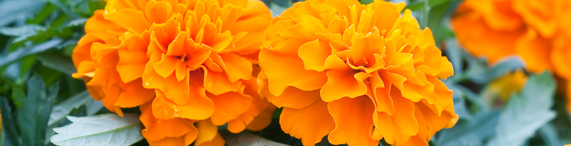 November | Flower Power