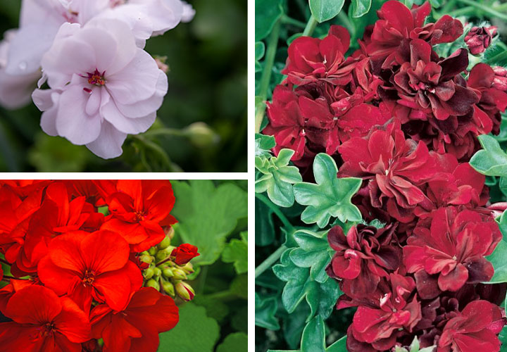Geraniums Flower Power