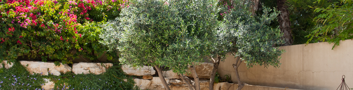 All about olive trees Flower Power