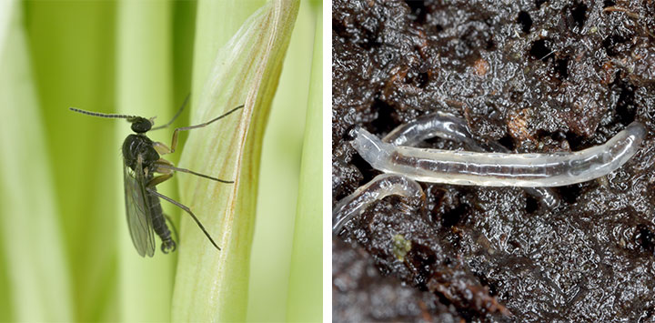 Fungus gnats! How to get rid of fungus gnats in indoor plants Flower