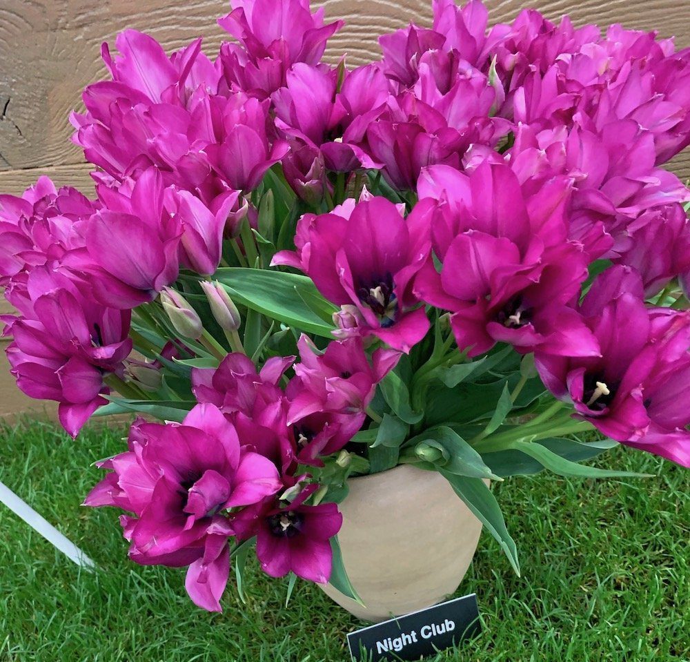 Growing Tulips How to Plant Grow And Care for Tulip Plants