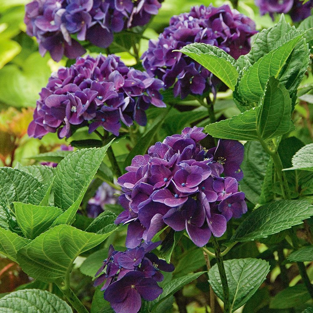 Hydrangeas How to Plant, Grow, and Prune Hydrangea Shrubs