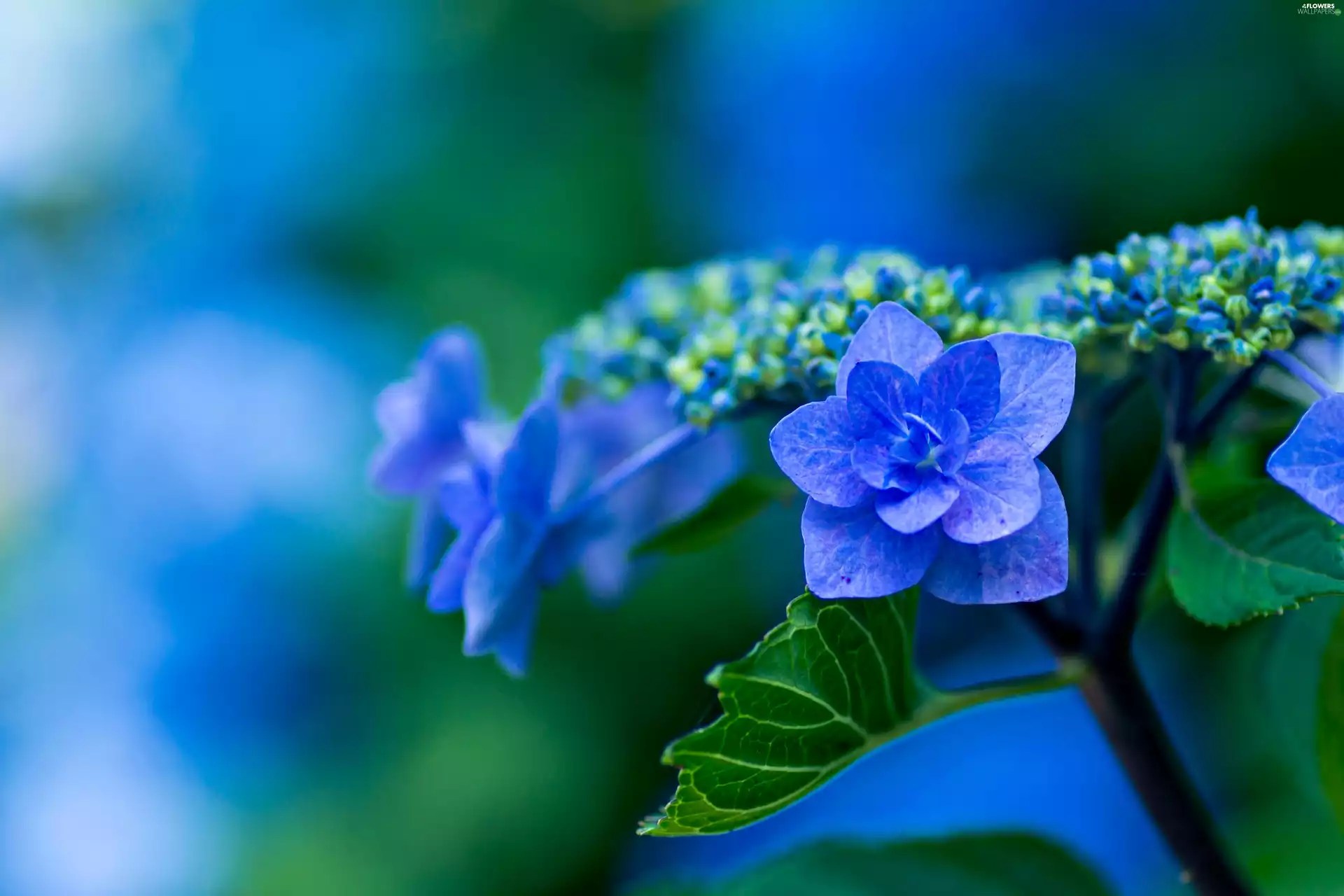 hydrangea, Close Flowers wallpapers 4608x3072
