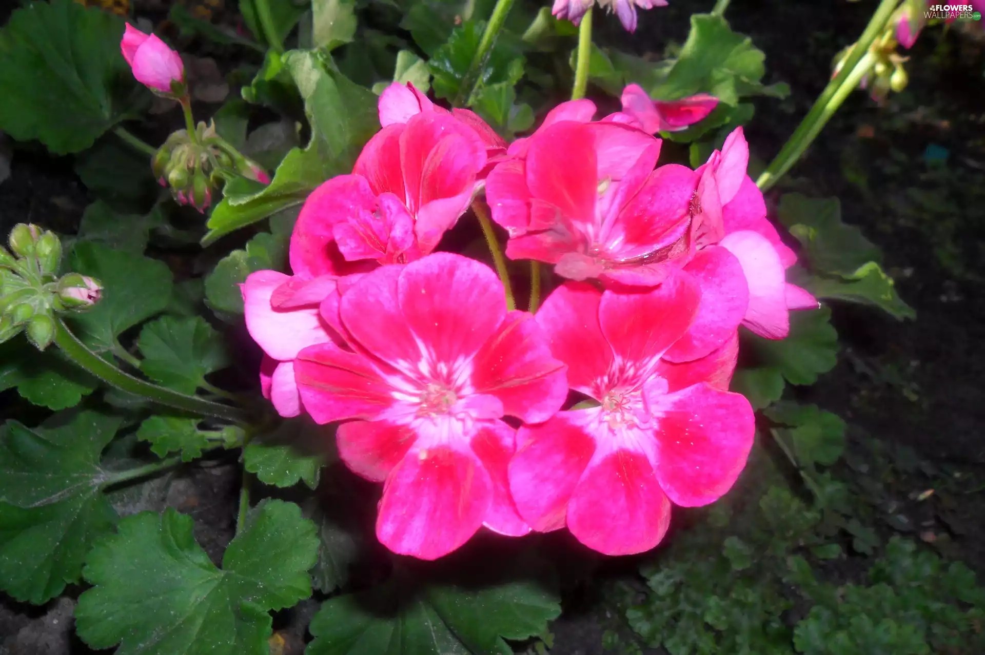 Pink, geranium Flowers wallpapers 2560x1704