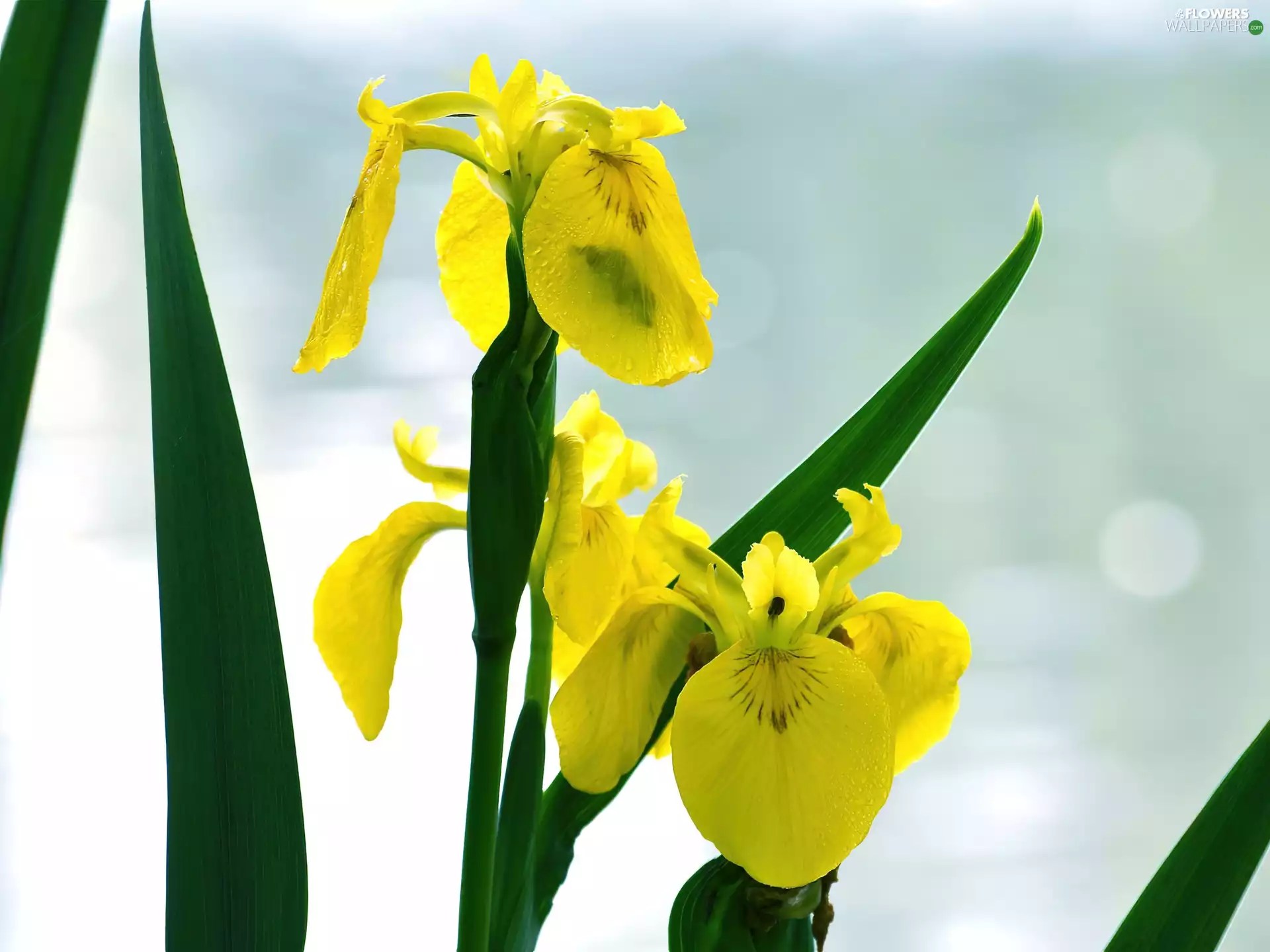 Leaf, Yellow, iris Flowers wallpapers 1920x1440