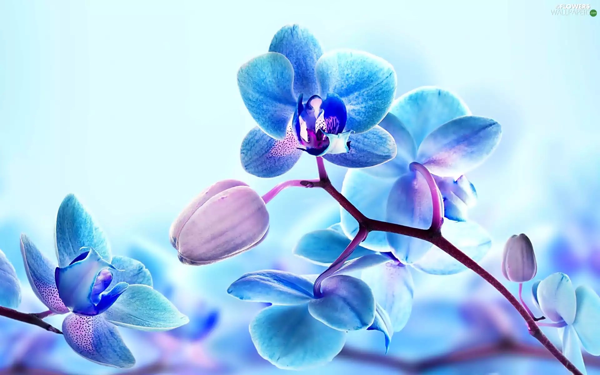 orchids Flowers wallpapers 1920x1200