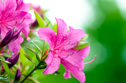 Azalea Information From Flowers.org.uk