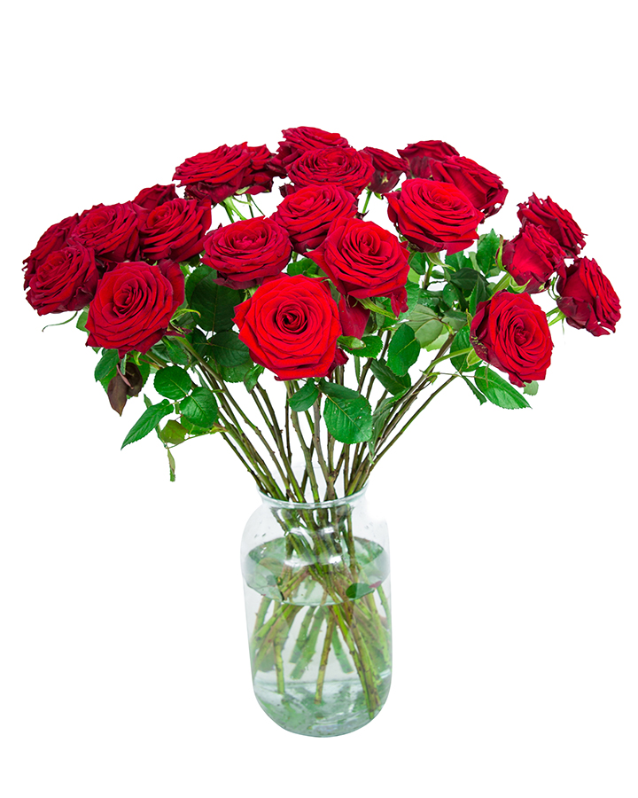 24 Long Stemmed Red Roses Fresh Red Roses, Red Roses Delivery, 24 Red