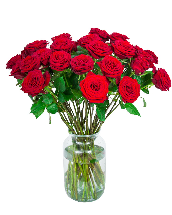 36 Long Stemmed Red Roses Fresh Red Roses, Red Roses Delivery, 36 Red