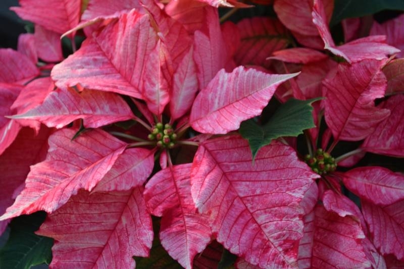 Springbank Greenhouses