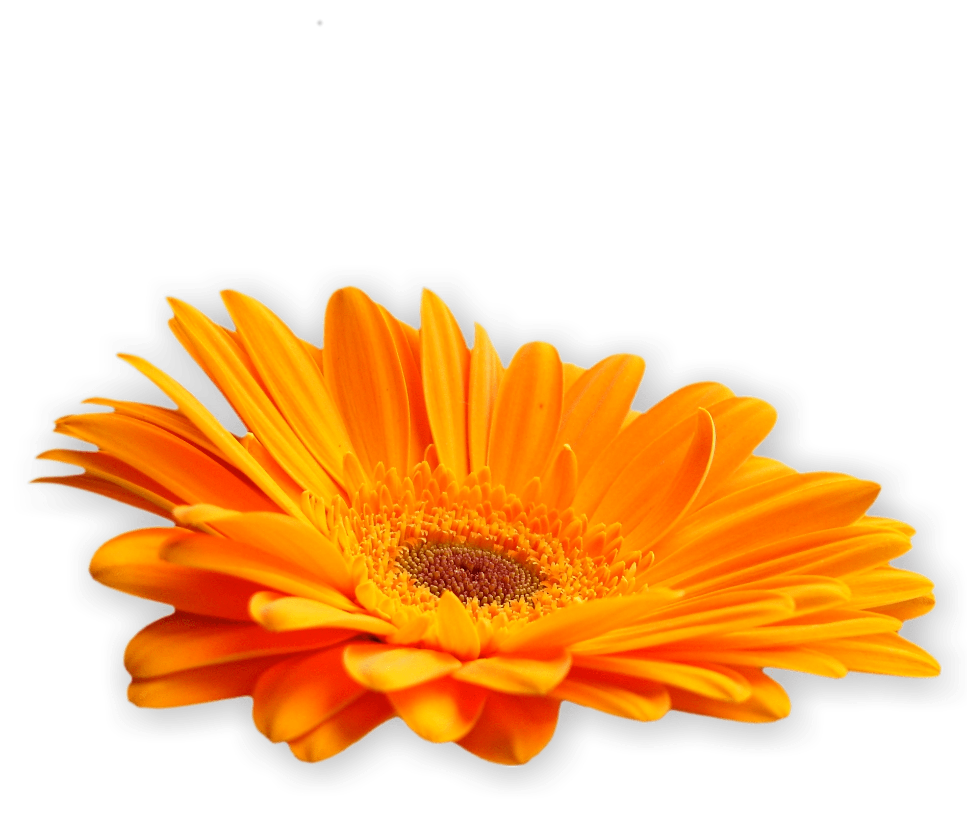 About » Flowers of Grace