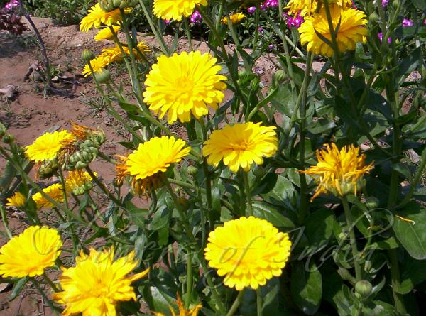 Calendula Officinalis - Calendula