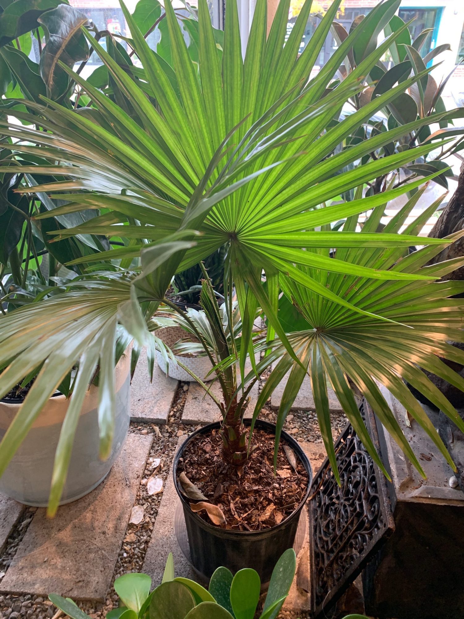 8" Chinese Palm Flowers Talk Tivoli