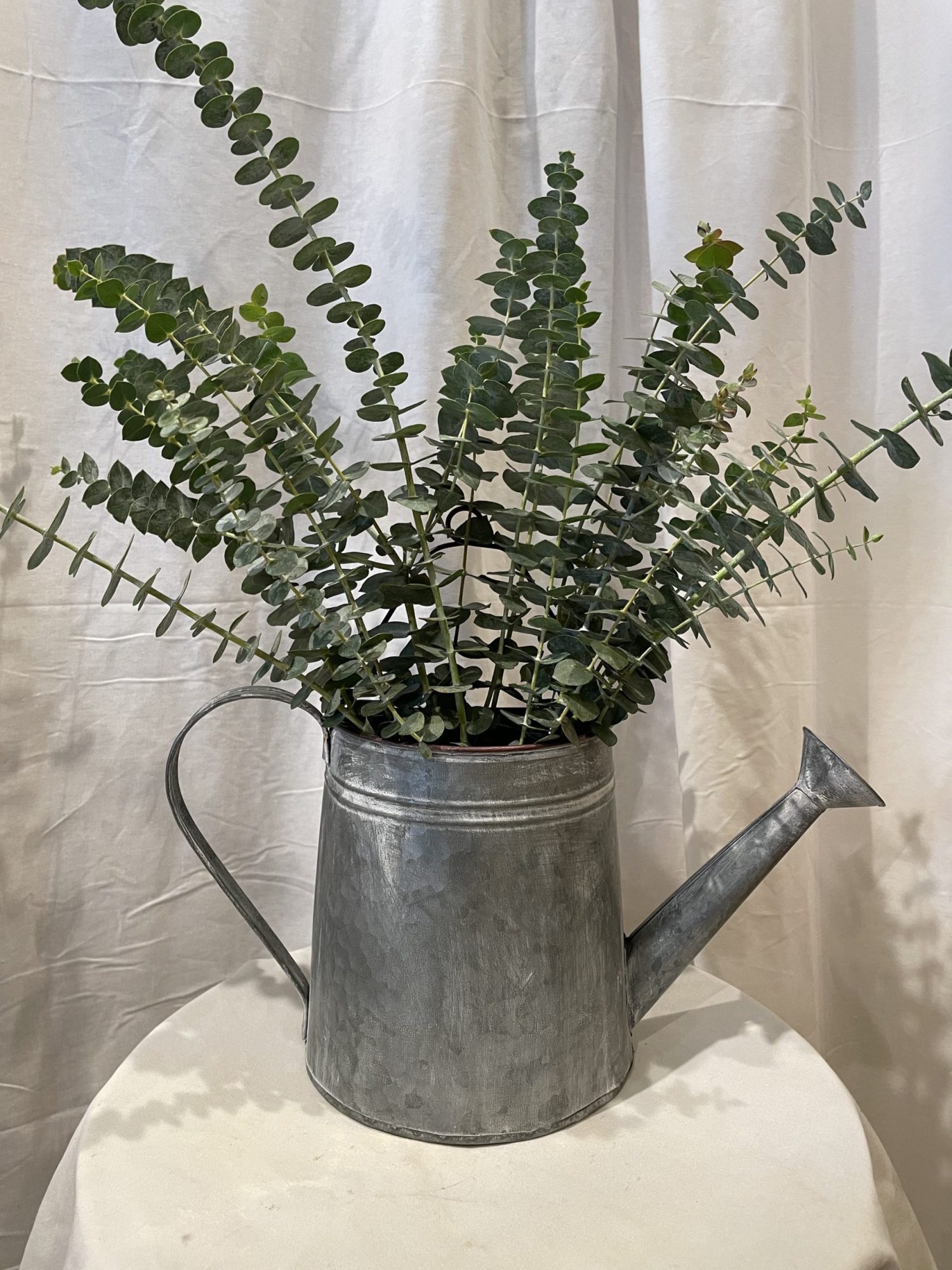 Eucalyptus in Watering Can Wall Planter Flowers Talk Tivoli
