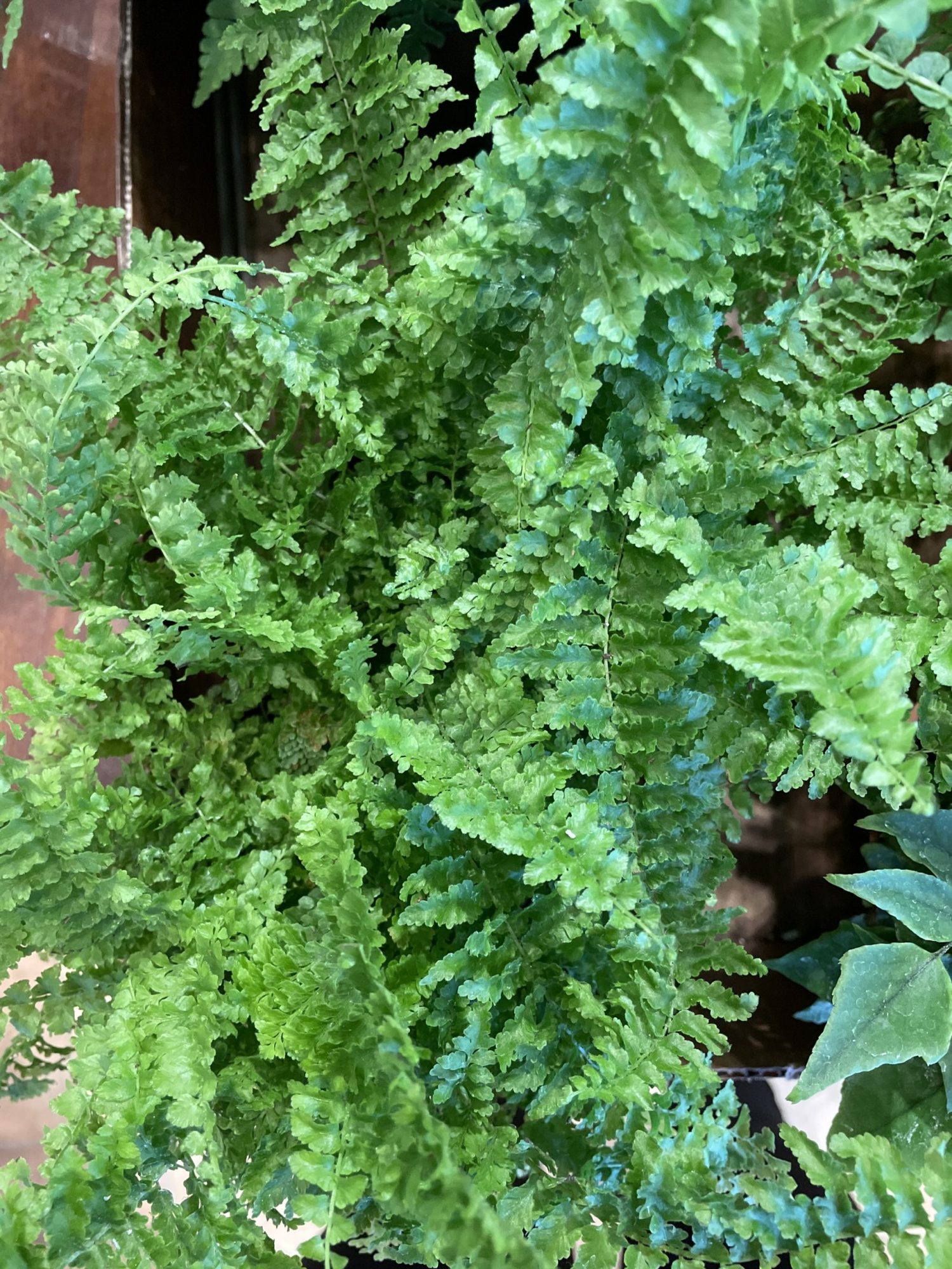 4" Fluffy Ruffles Fern Flowers Talk Tivoli