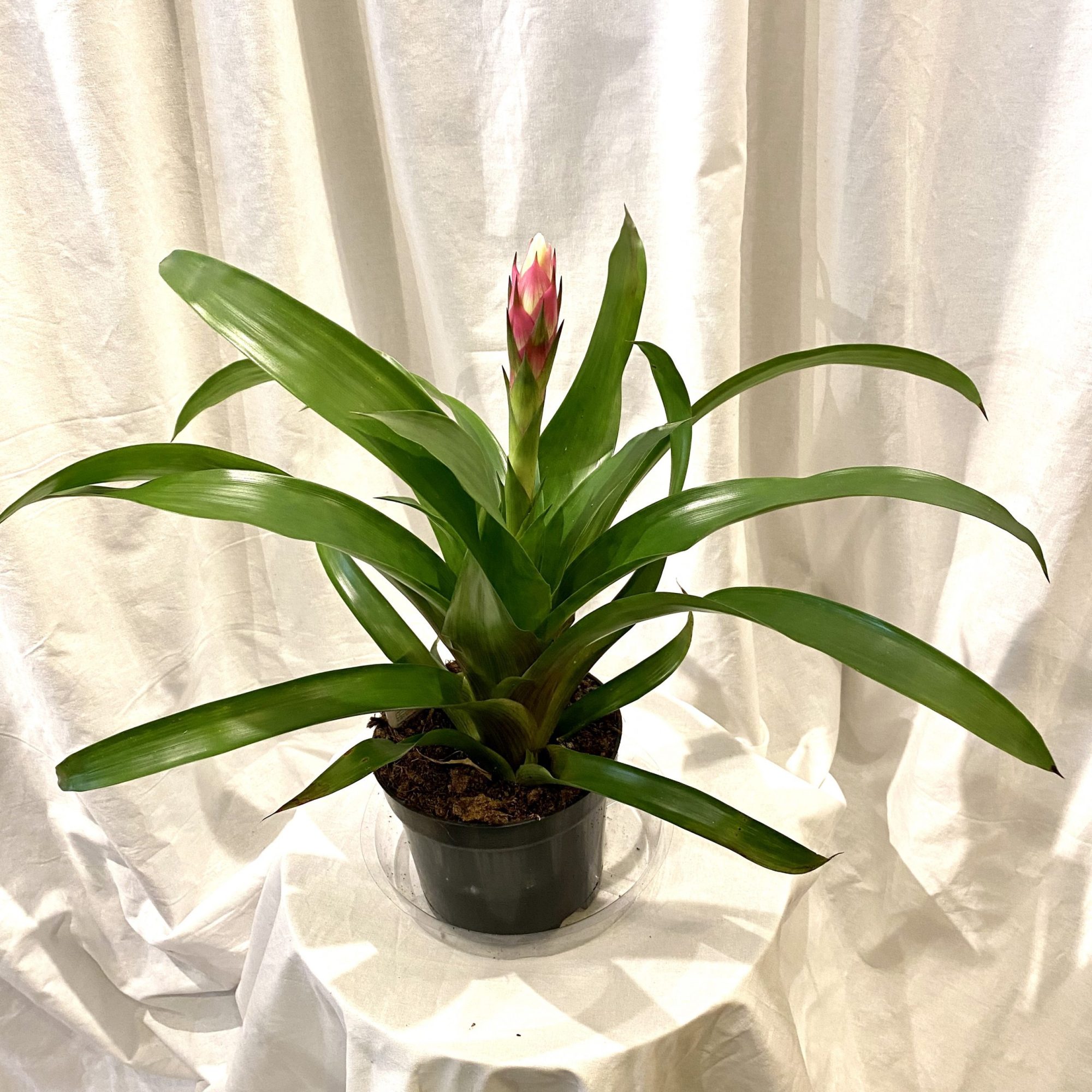 6" Pink Bromeliad Flowers Talk Tivoli