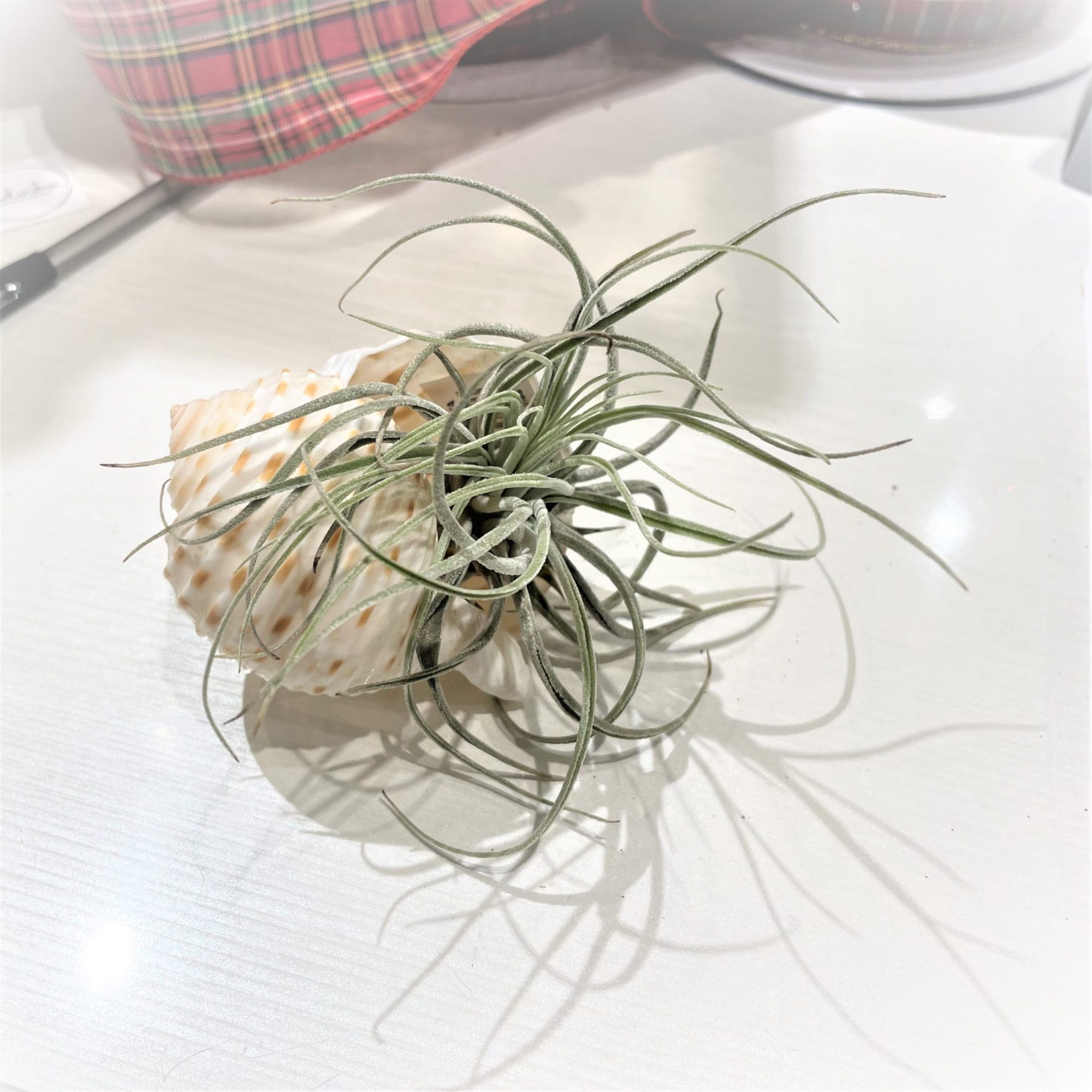 Air Plant In Decorative Shell Flowers Talk Tivoli