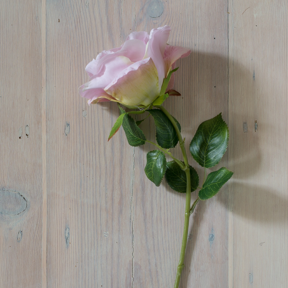 Autumn Flowering Clematis Individual Flower Stem Holders