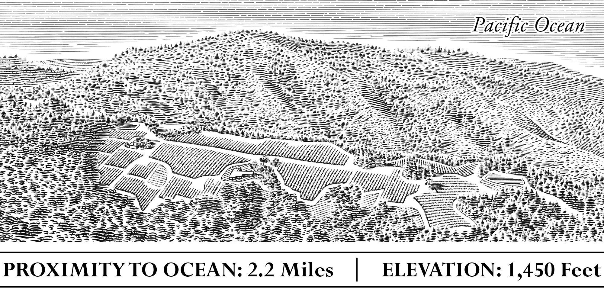 Camp Meeting Ridge Flowers Vineyards & Winery