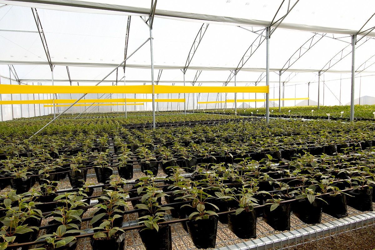 Jaldety Plant Propagation Nurseries