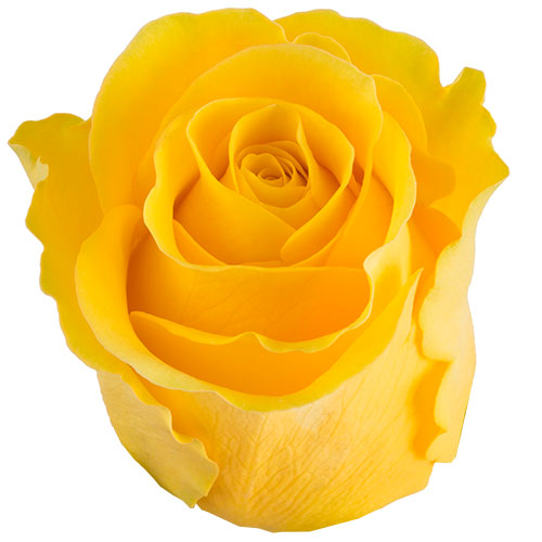 Brighton Flower Village