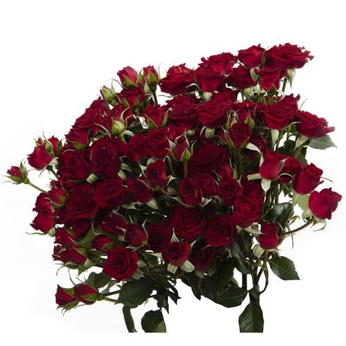 Red Mikado Flower Village