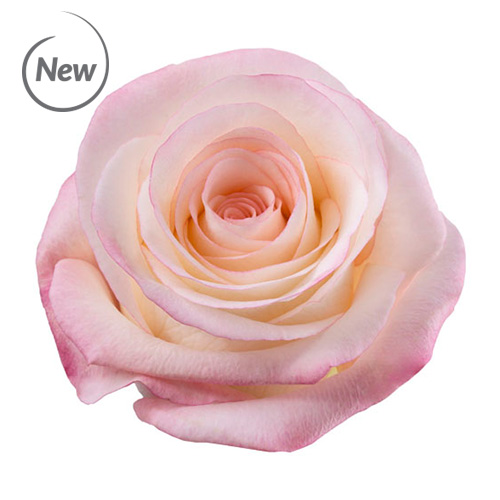 Marilyn Flower Village