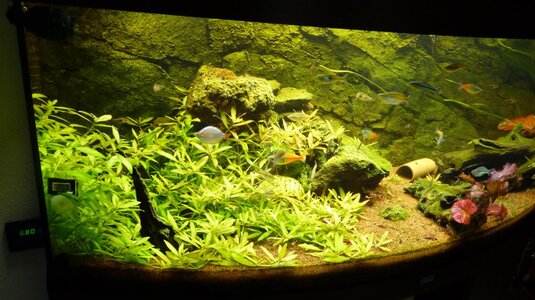 Pinselalgen und Fadenalgen durch zuviel co2??? Flowgrow