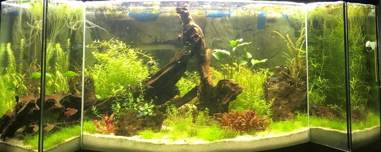 Mein neues ungewöhnliches Becken 250 Liter Flowgrow
