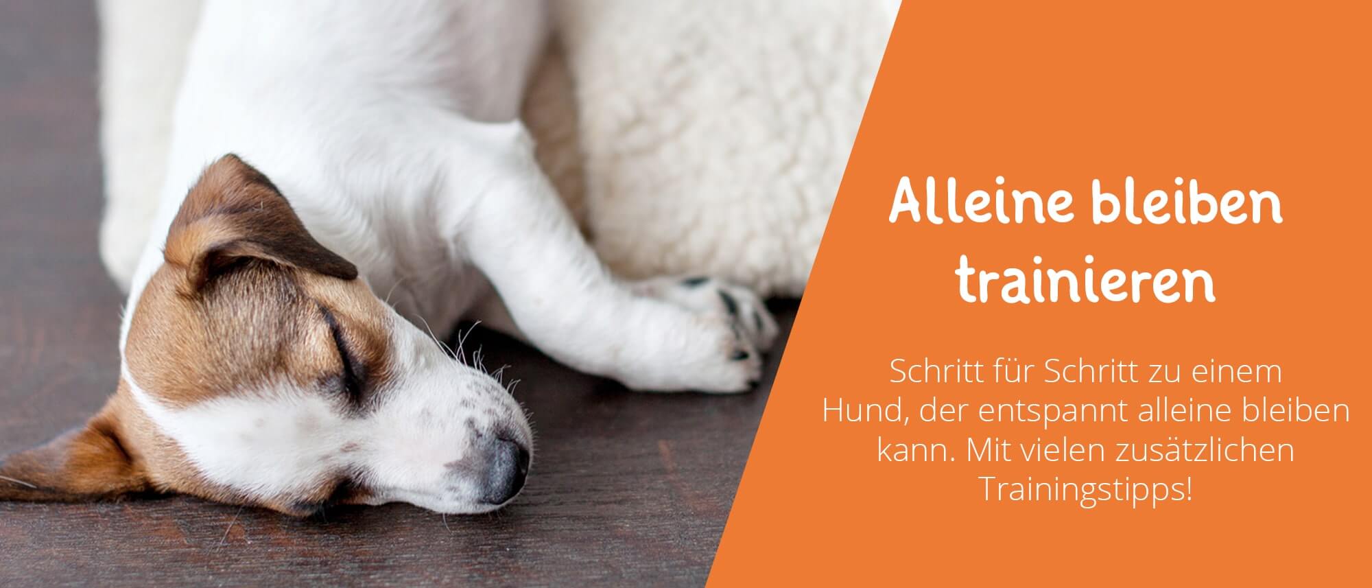Hund alleine lassen so vermeidest Du Stress und