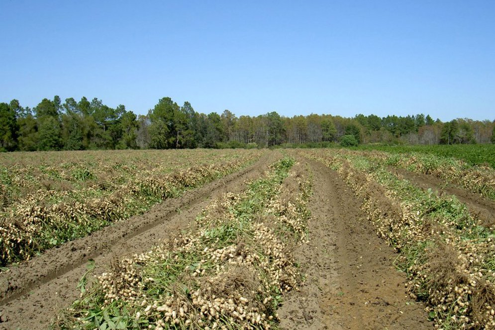 Peanut Farming Florida Peanut Producers