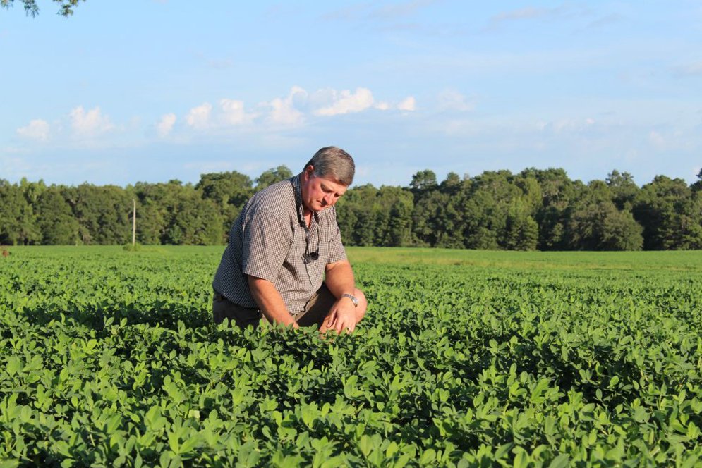 Peanut Farming Florida Peanut Producers