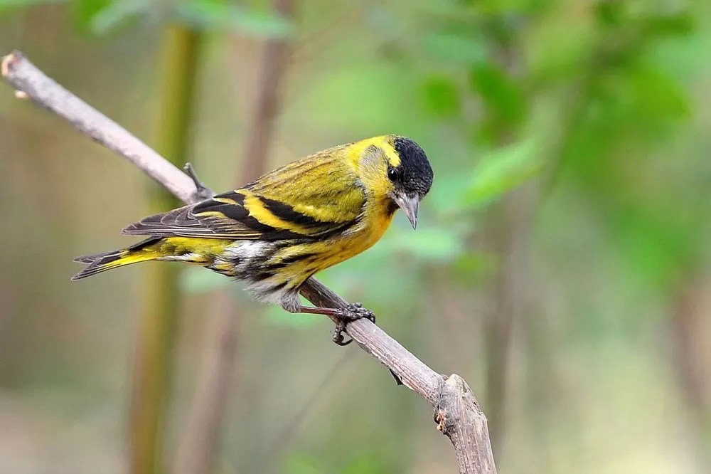 What do yellow finch eat
