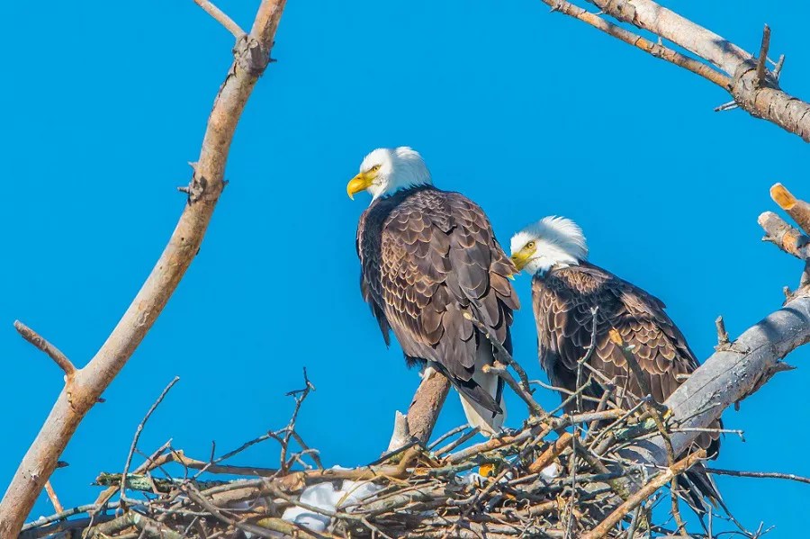 How much does a bald eagle nest weigh