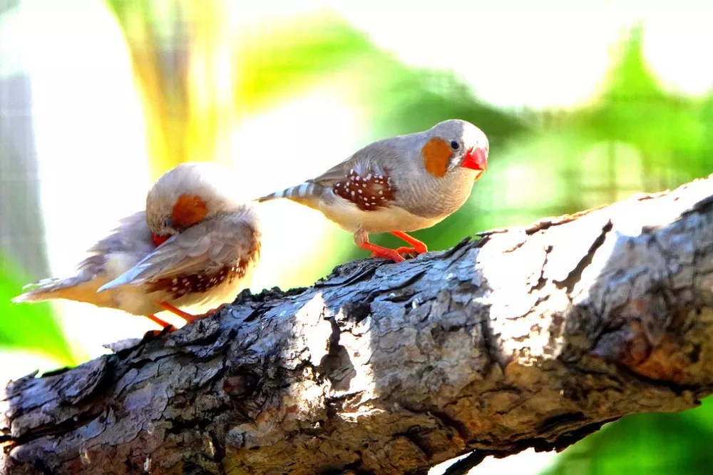 How long do zebra finches live in captivity
