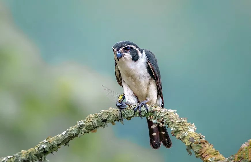 What is Blackthighed