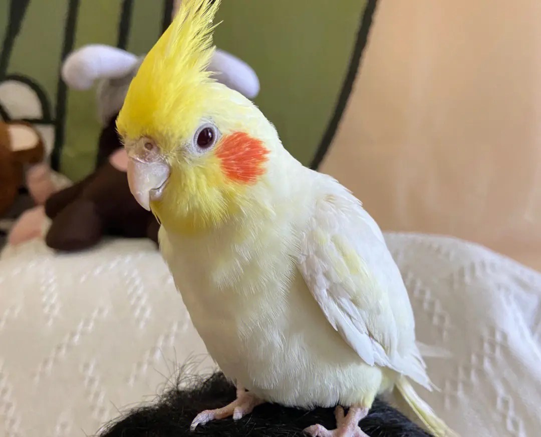 How to identify male or female cockatiel