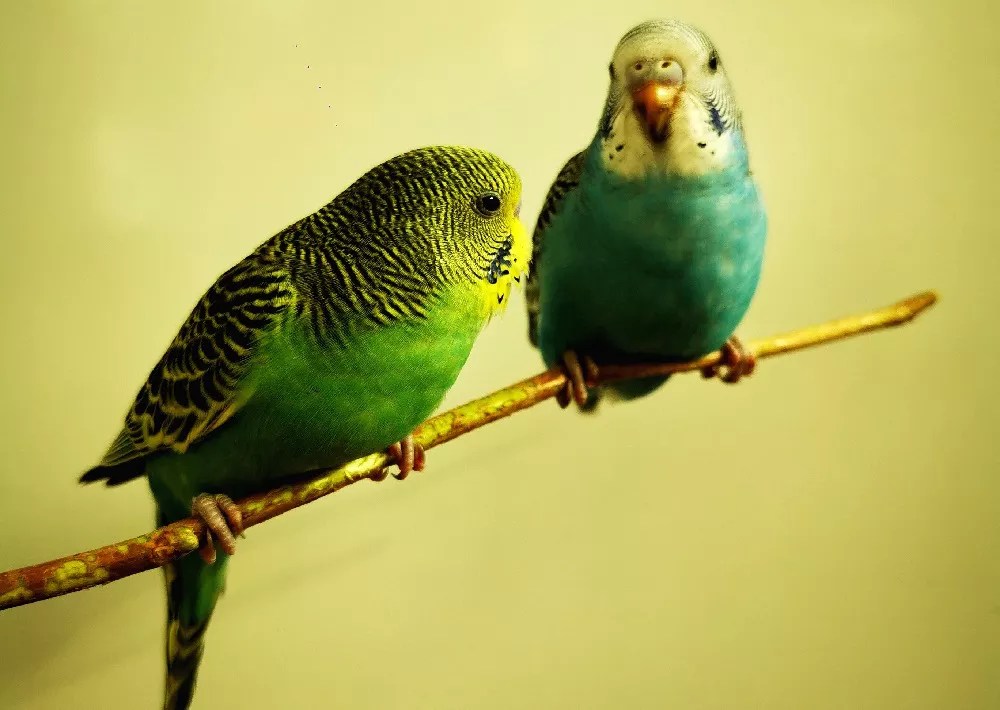 How to Get Your Parakeet to Trust You