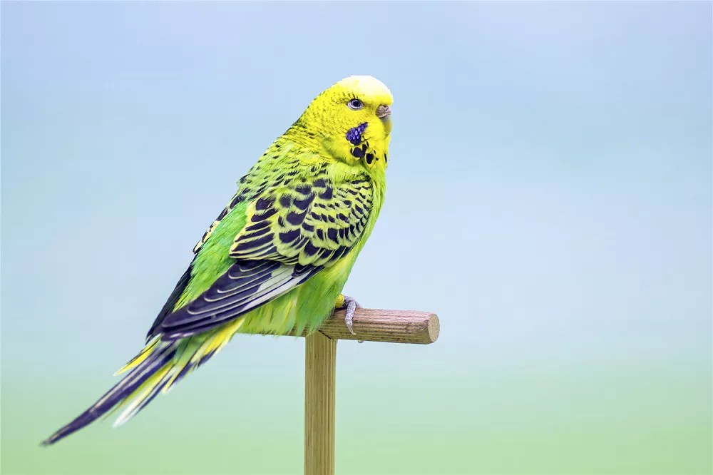 What Can Budgies Not Eat (All You Need To Know)
