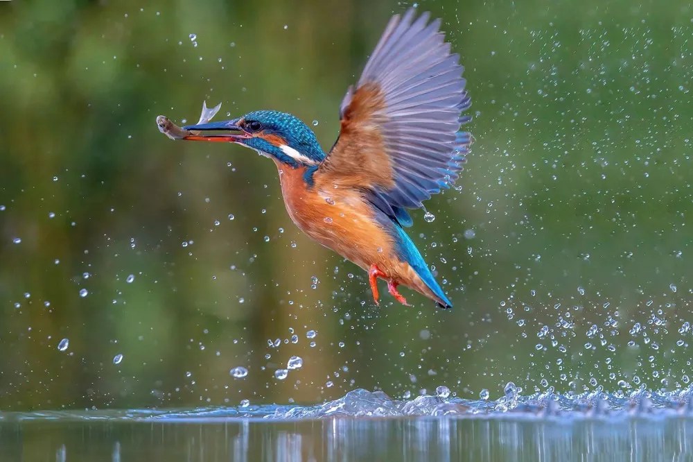 What do kingfishers eat